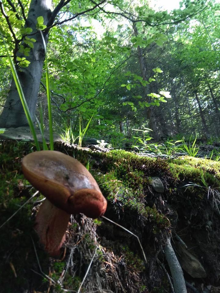 Babia Chata Zawoja Bagian luar foto