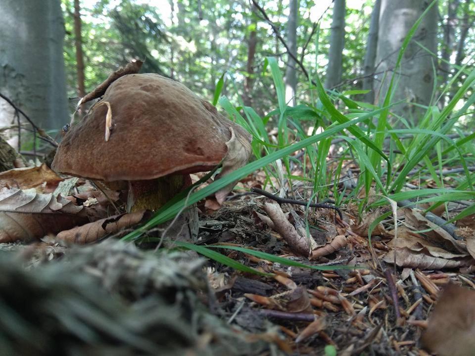 Babia Chata Zawoja Bagian luar foto